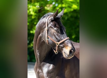 Rheinländer, Stute, 13 Jahre, 165 cm, Schwarzbrauner