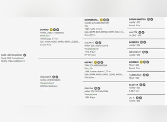 Rheinländer, Stute, 13 Jahre, 165 cm, Schwarzbrauner