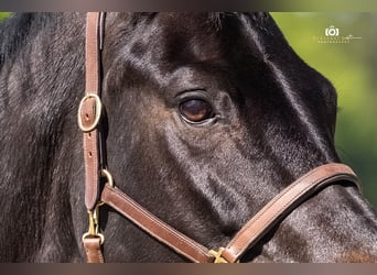 Rheinländer, Stute, 13 Jahre, 165 cm, Schwarzbrauner