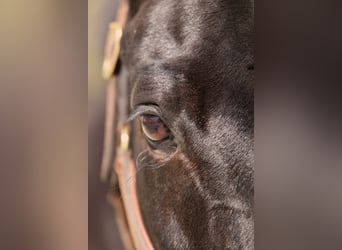 Rheinländer, Stute, 13 Jahre, 165 cm, Schwarzbrauner