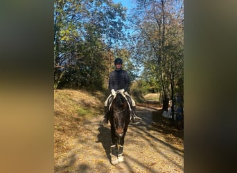 Rheinländer, Stute, 13 Jahre, 170 cm, Dunkelbrauner