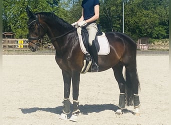 Rheinländer, Stute, 13 Jahre, 170 cm, Dunkelbrauner