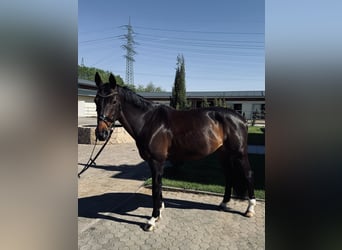Rheinländer, Stute, 13 Jahre, 170 cm, Dunkelbrauner