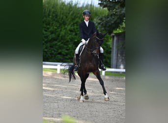 Rheinländer, Stute, 13 Jahre, 170 cm, Dunkelbrauner