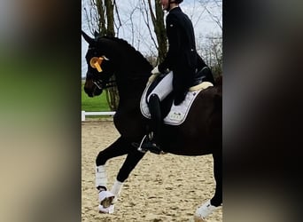 Rheinländer, Stute, 13 Jahre, 170 cm, Dunkelbrauner