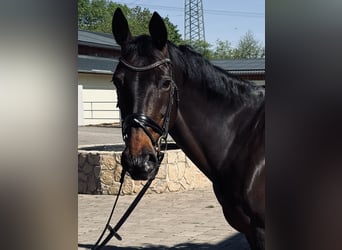 Rheinländer, Stute, 13 Jahre, 170 cm, Dunkelbrauner