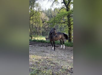 Rheinländer, Stute, 13 Jahre, 170 cm