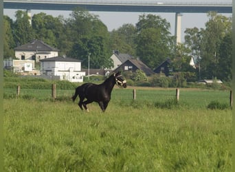 Rheinländer, Stute, 13 Jahre, 172 cm, Dunkelbrauner