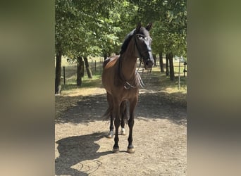 Rheinländer, Stute, 13 Jahre, 174 cm, Rappe