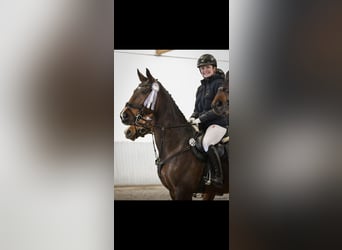 Rheinländer, Stute, 13 Jahre, 175 cm