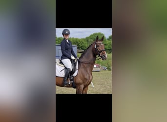 Rheinländer, Stute, 13 Jahre, 175 cm