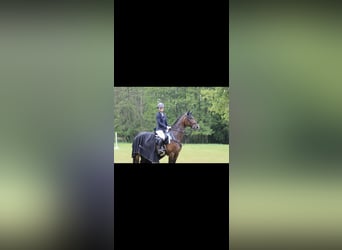 Rheinländer, Stute, 13 Jahre, 175 cm
