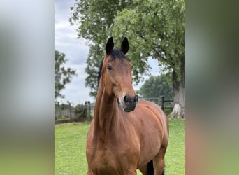 Rheinländer, Stute, 13 Jahre, Brauner