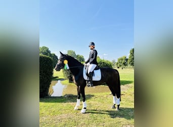 Rheinländer, Stute, 14 Jahre, 164 cm, Dunkelbrauner