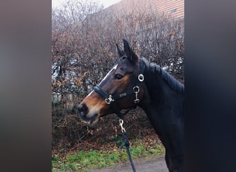 Rheinländer, Stute, 14 Jahre, 165 cm, Dunkelbrauner