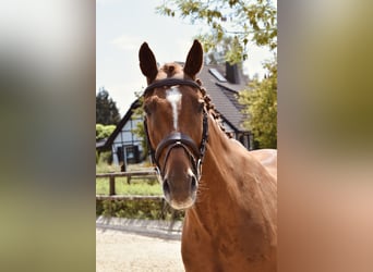 Rheinländer, Stute, 14 Jahre, 165 cm, Fuchs