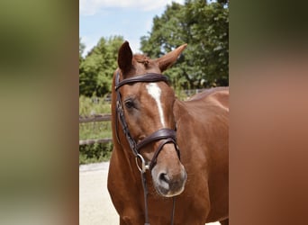 Rheinländer, Stute, 14 Jahre, 165 cm, Fuchs