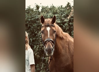 Rheinländer, Stute, 14 Jahre, 165 cm, Fuchs
