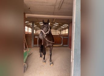 Rheinländer, Stute, 14 Jahre, 165 cm, Rappe