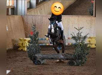 Rheinländer, Stute, 14 Jahre, 166 cm