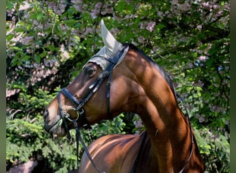Rheinländer, Stute, 14 Jahre, 167 cm, Brauner