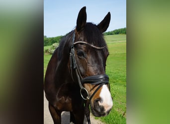 Rheinländer, Stute, 14 Jahre, 167 cm, Dunkelbrauner