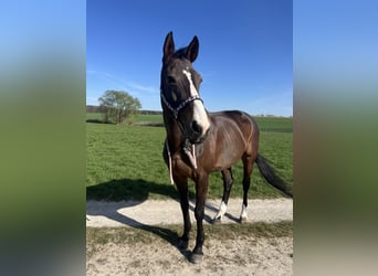 Rheinländer, Stute, 14 Jahre, 170 cm, Brauner