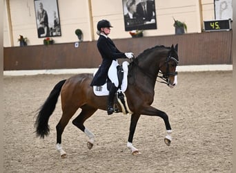 Rheinländer, Stute, 14 Jahre, 170 cm, Dunkelbrauner