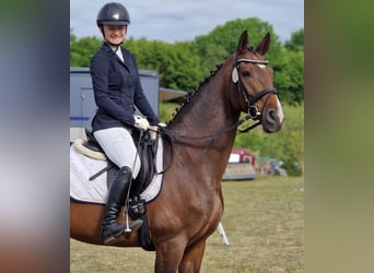 Rheinländer, Stute, 14 Jahre, 172 cm, Brauner