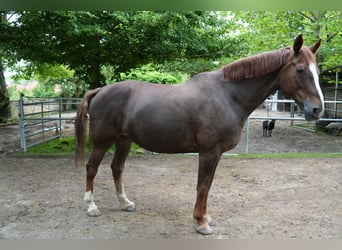 Rheinländer, Stute, 14 Jahre, 173 cm, Dunkelfuchs