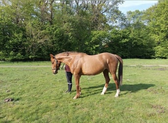 Rheinländer, Stute, 15 Jahre, 155 cm, Fuchs