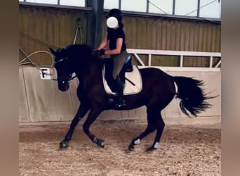 Rheinländer, Stute, 15 Jahre, 155 cm, Rappe