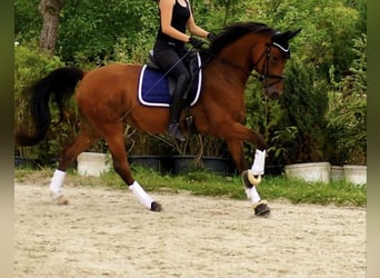 Rheinländer, Stute, 15 Jahre, 160 cm, Brauner