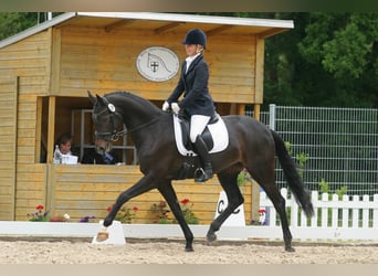 Rheinländer, Stute, 15 Jahre, 165 cm, Dunkelbrauner