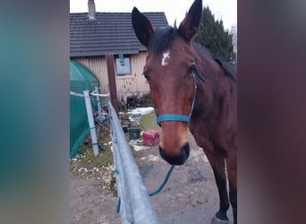 Rheinländer, Stute, 15 Jahre, 168 cm