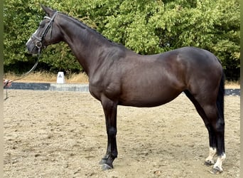 Rheinländer, Stute, 15 Jahre, 168 cm, Rappe