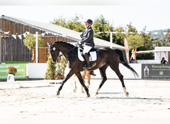 Rheinländer, Stute, 15 Jahre, 176 cm, Schwarzbrauner