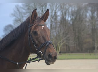 Rheinländer, Stute, 15 Jahre, Dunkelfuchs