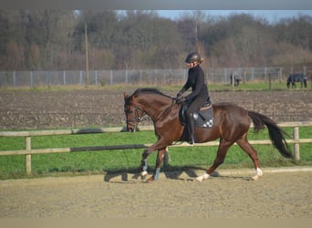 Rheinländer, Stute, 15 Jahre, Dunkelfuchs