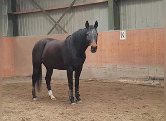 Rheinländer, Stute, 16 Jahre, 162 cm, Dunkelbrauner