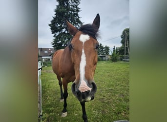 Rheinländer, Stute, 16 Jahre, 165 cm, Fuchs