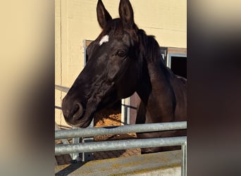 Rheinländer, Stute, 16 Jahre, 165 cm, Rappe