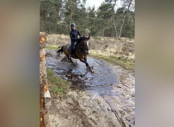 Rheinländer, Stute, 16 Jahre, 167 cm, Dunkelbrauner