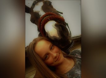 Rheinländer Mix, Stute, 16 Jahre, 168 cm, Dunkelbrauner