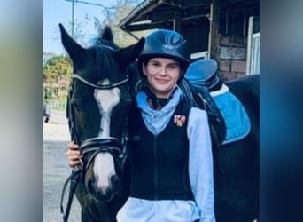 Rheinländer Mix, Stute, 16 Jahre, 170 cm, Dunkelbrauner