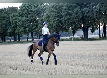 Rheinländer, Stute, 16 Jahre, 171 cm, Brauner