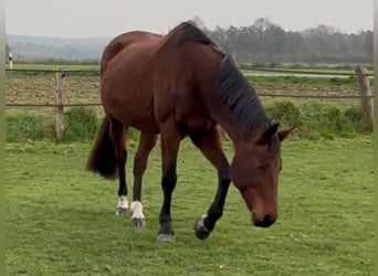 Rheinländer, Stute, 17 Jahre, 166 cm, Brauner