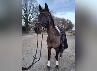 Rheinländer, Stute, 17 Jahre, 172 cm, Dunkelbrauner