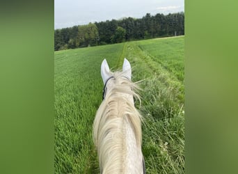 Rheinländer, Stute, 17 Jahre, 175 cm, Fliegenschimmel