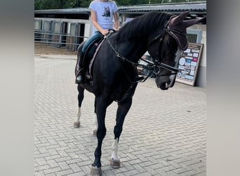 Rheinländer, Stute, 18 Jahre, 160 cm, Dunkelbrauner